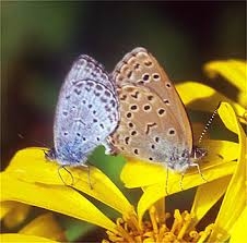 皆さんが好きな昆虫を教えてください!