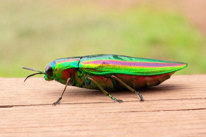 皆さんが好きな昆虫を教えてください!