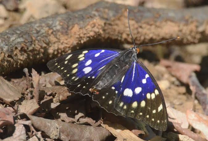 皆さんが好きな昆虫を教えてください!