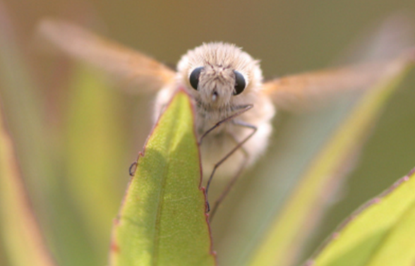 皆さんが好きな昆虫を教えてください!