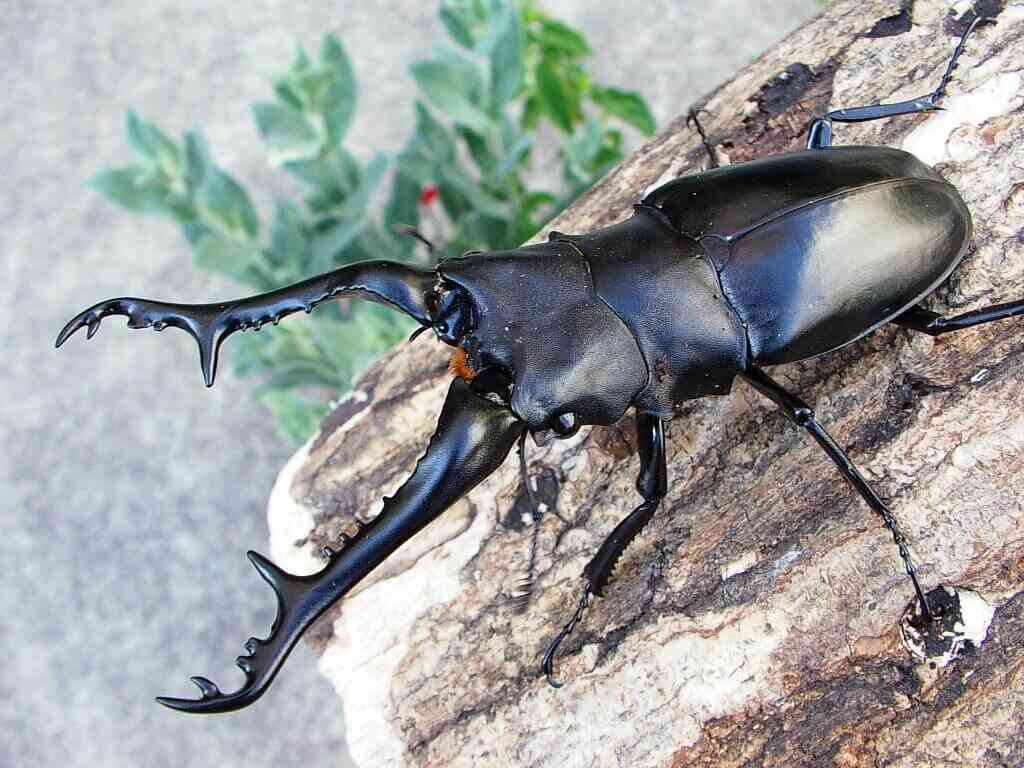 皆さんが好きな昆虫を教えてください!