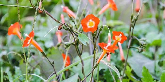 皆さんが好きな昆虫を教えてください!