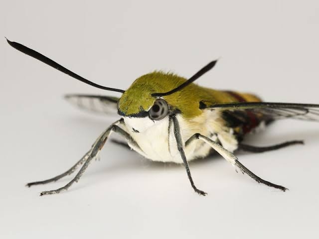 皆さんが好きな昆虫を教えてください!