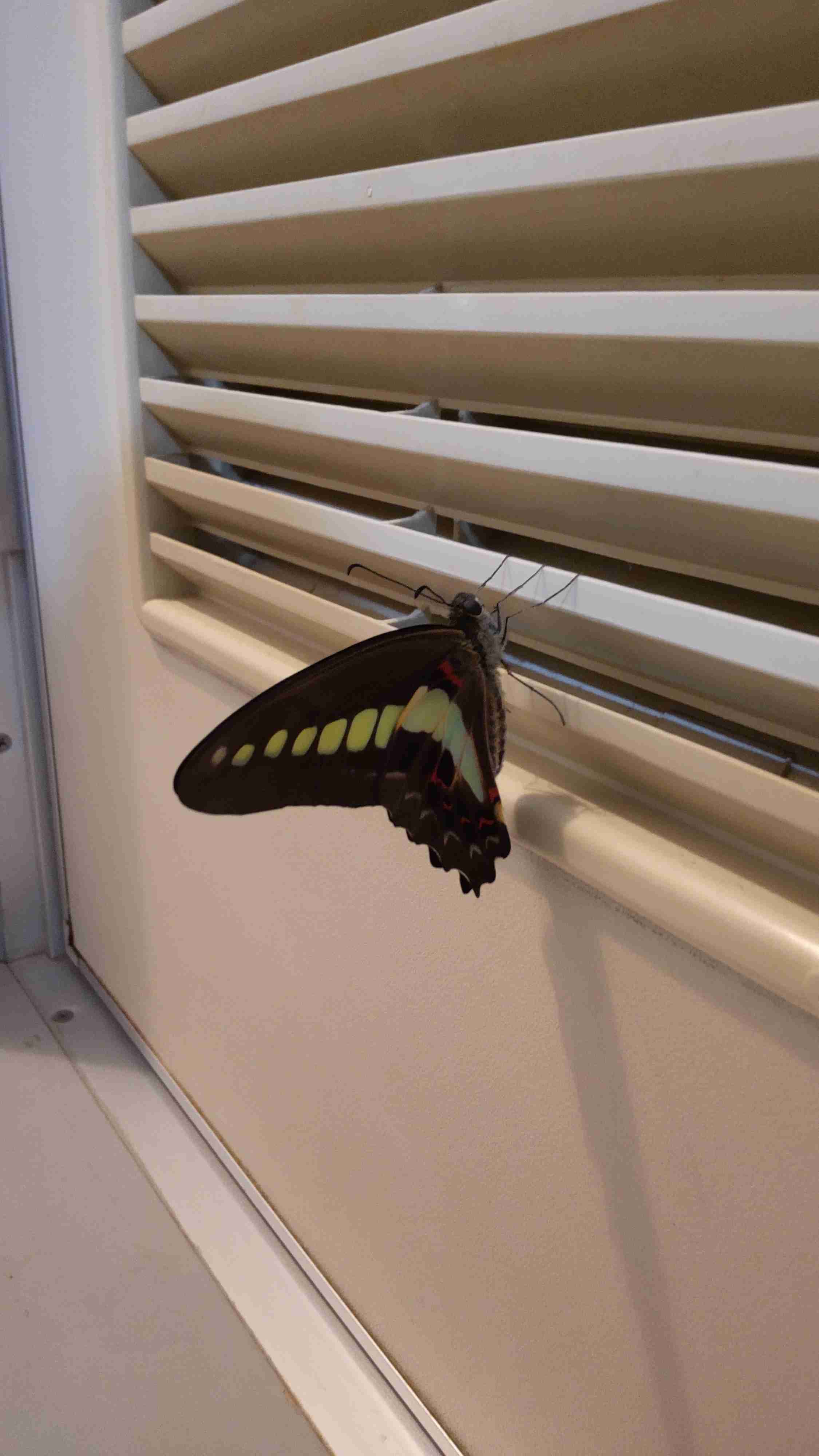 皆さんが好きな昆虫を教えてください!