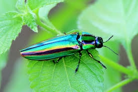 皆さんが好きな昆虫を教えてください!