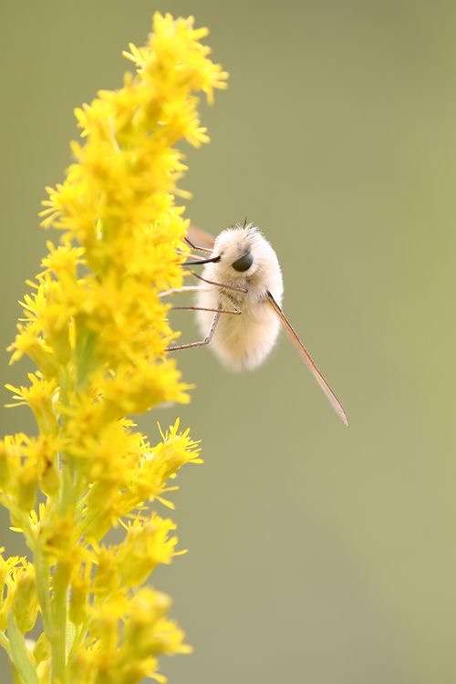 皆さんが好きな昆虫を教えてください!