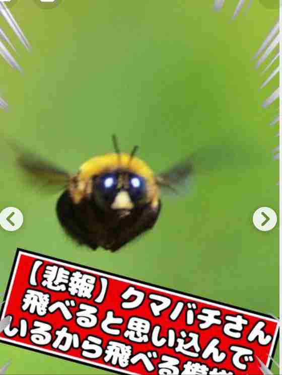 皆さんが好きな昆虫を教えてください!