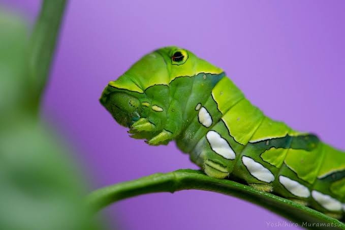 皆さんが好きな昆虫を教えてください!