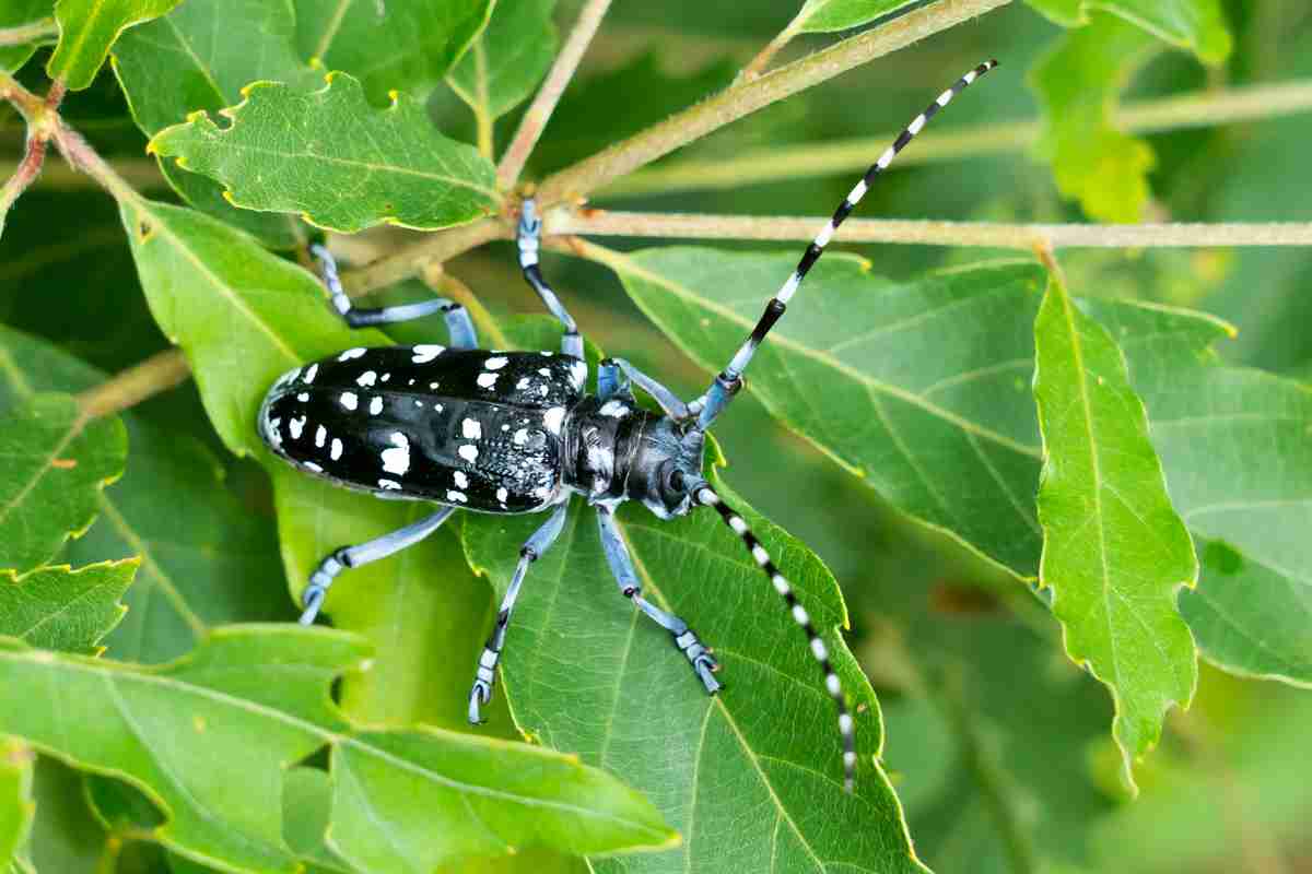 皆さんが好きな昆虫を教えてください!