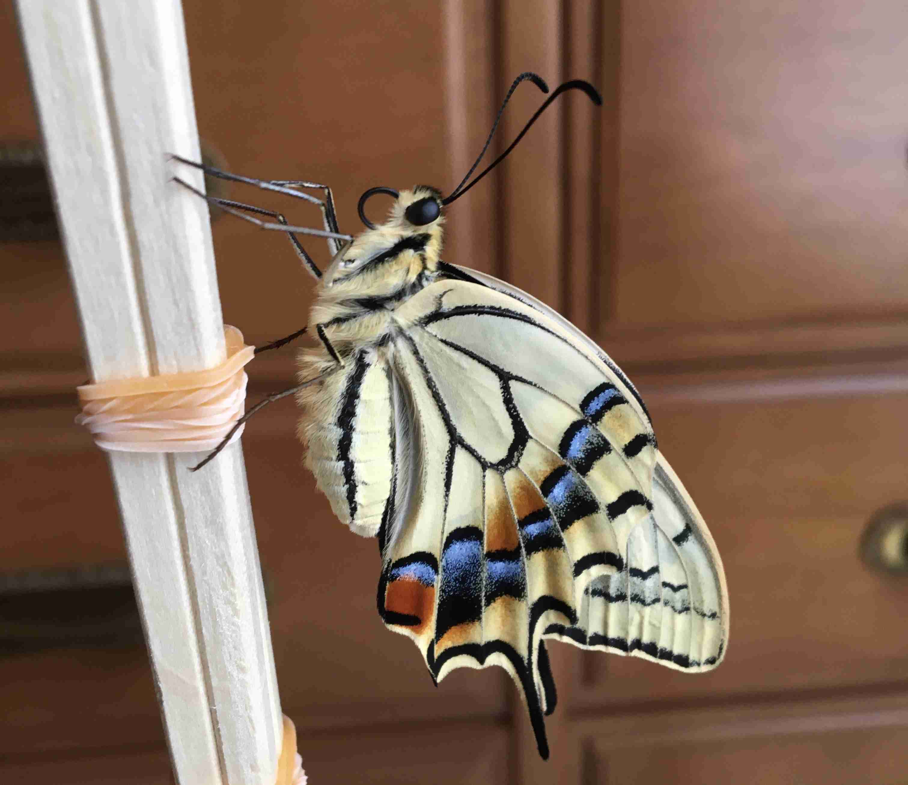 皆さんが好きな昆虫を教えてください!