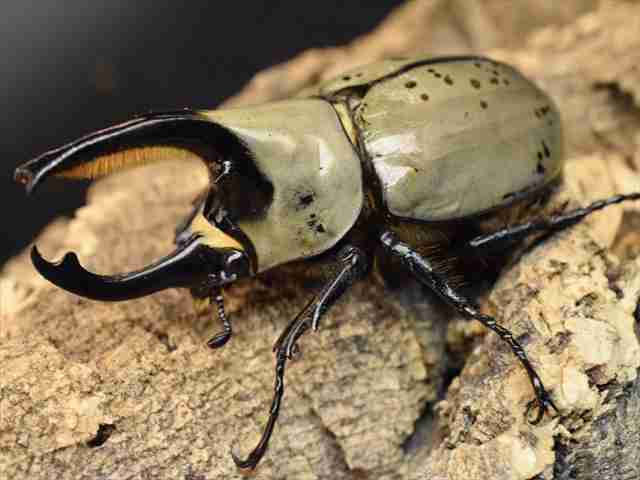 皆さんが好きな昆虫を教えてください!