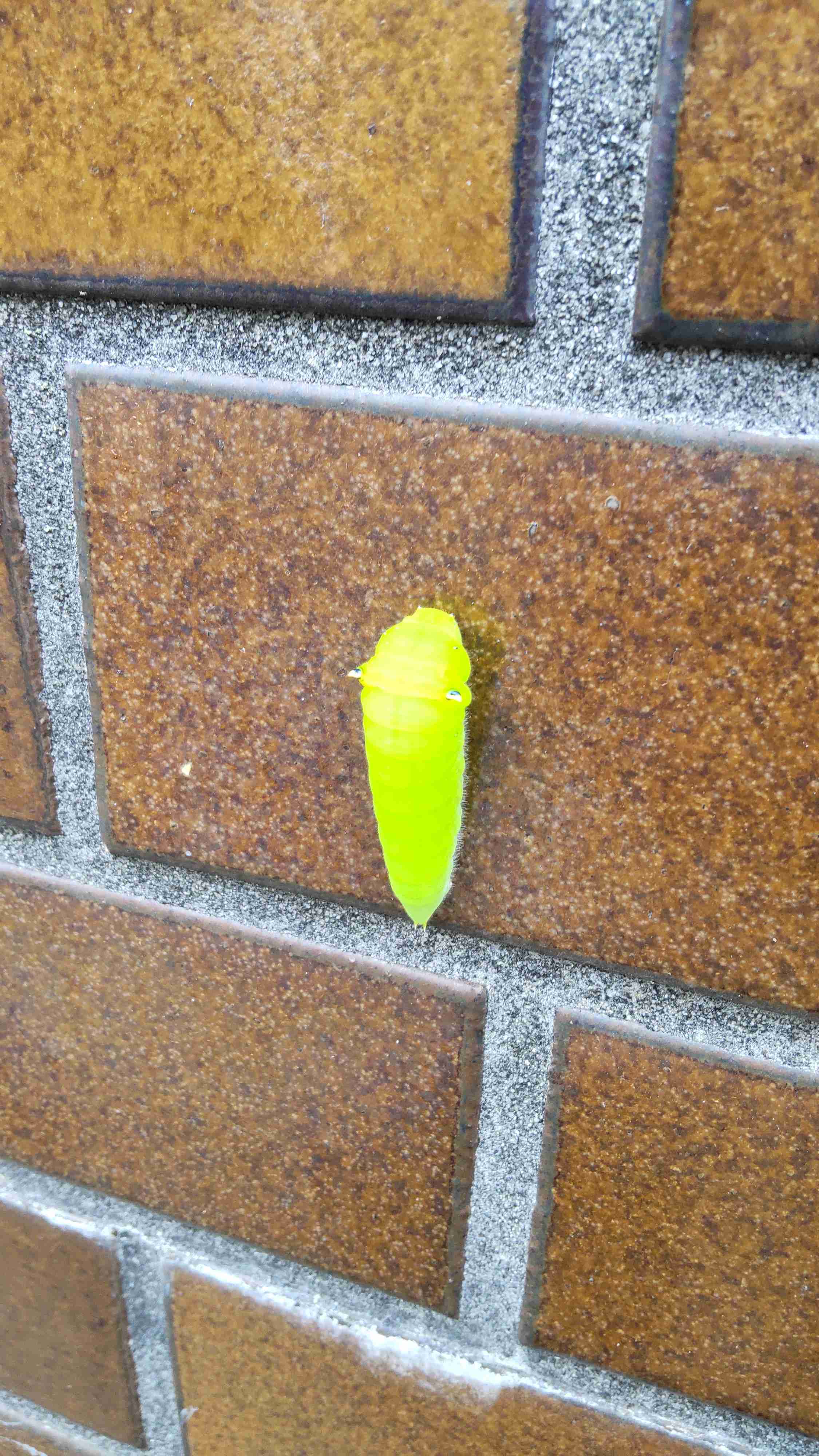 皆さんが好きな昆虫を教えてください!