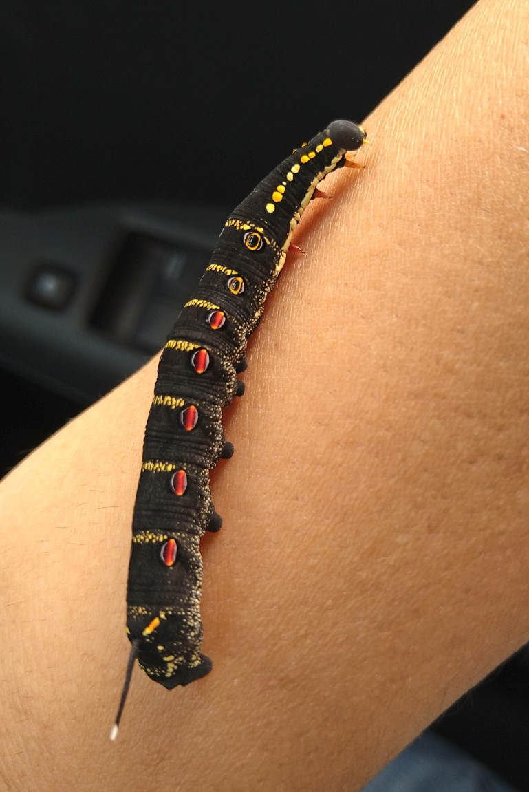 皆さんが好きな昆虫を教えてください!