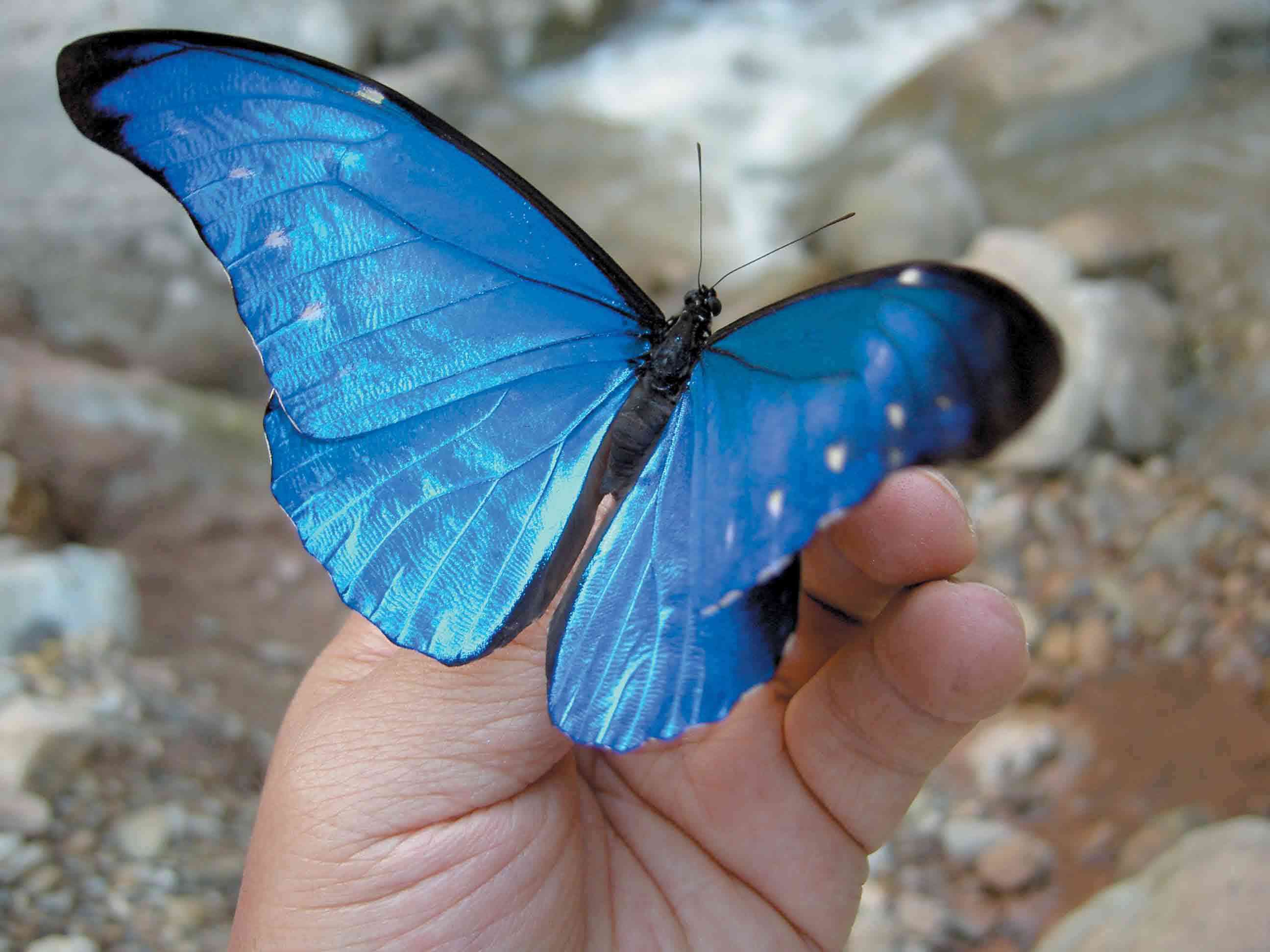 皆さんが好きな昆虫を教えてください!