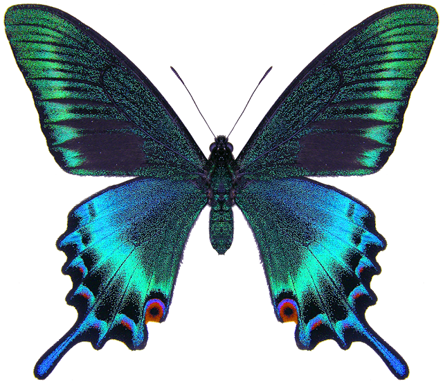 皆さんが好きな昆虫を教えてください!