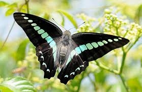 皆さんが好きな昆虫を教えてください!