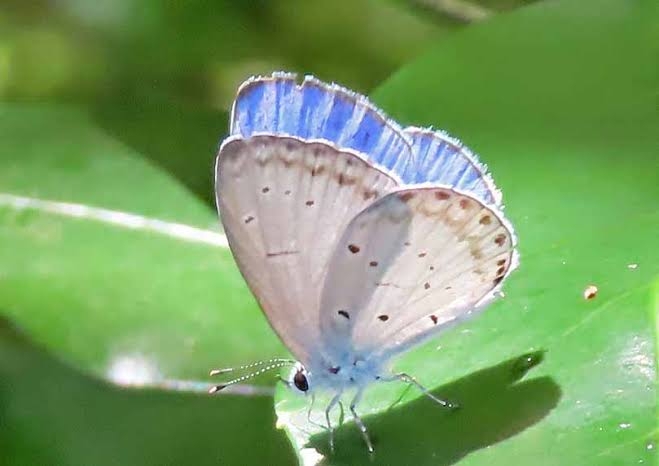 皆さんが好きな昆虫を教えてください!
