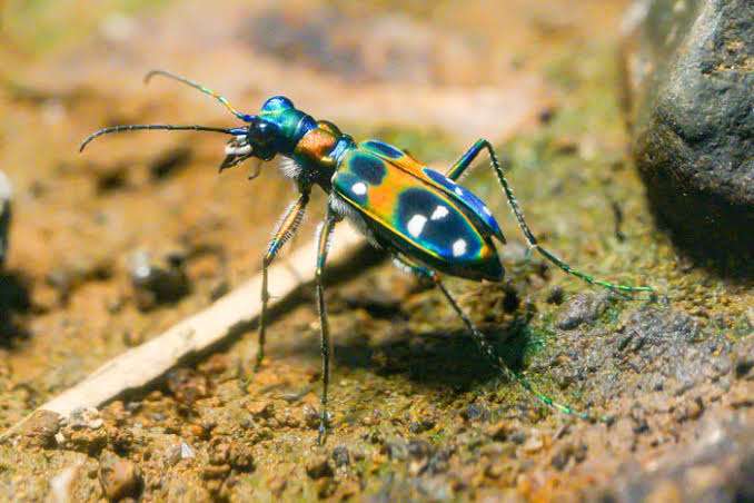 皆さんが好きな昆虫を教えてください!
