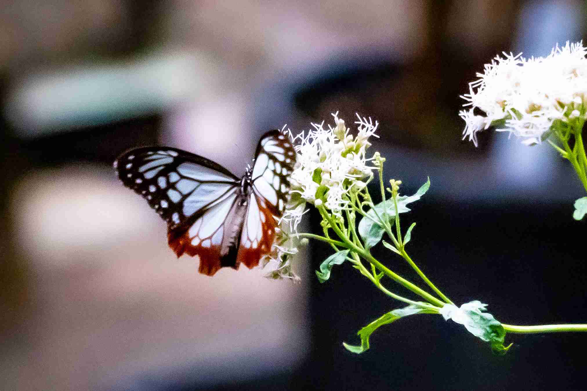 皆さんが好きな昆虫を教えてください!