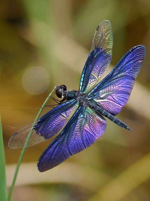 皆さんが好きな昆虫を教えてください!