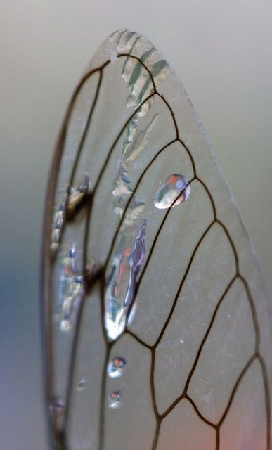 皆さんが好きな昆虫を教えてください!