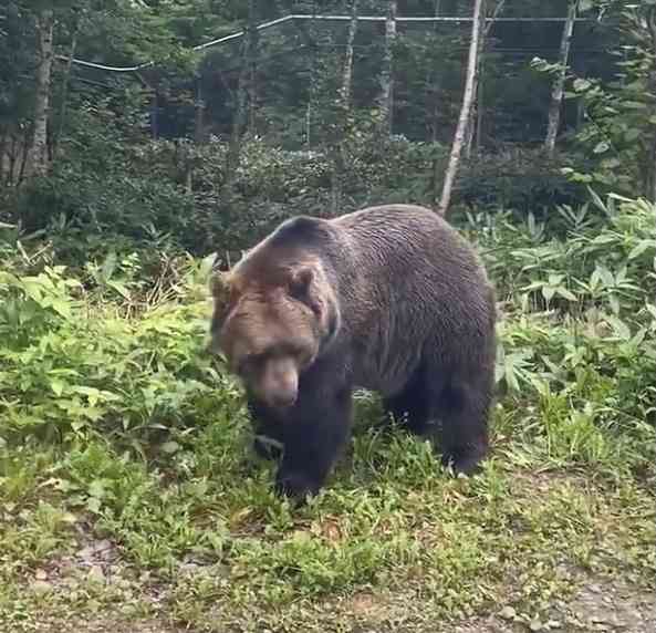 クマにひっかかれ、顔半分の皮がはがれ落ちる…被害の女性「鈴もスプレーも役に立たなかった」