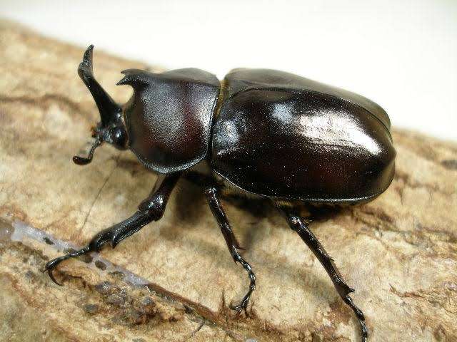 沖縄の画像を見せてください