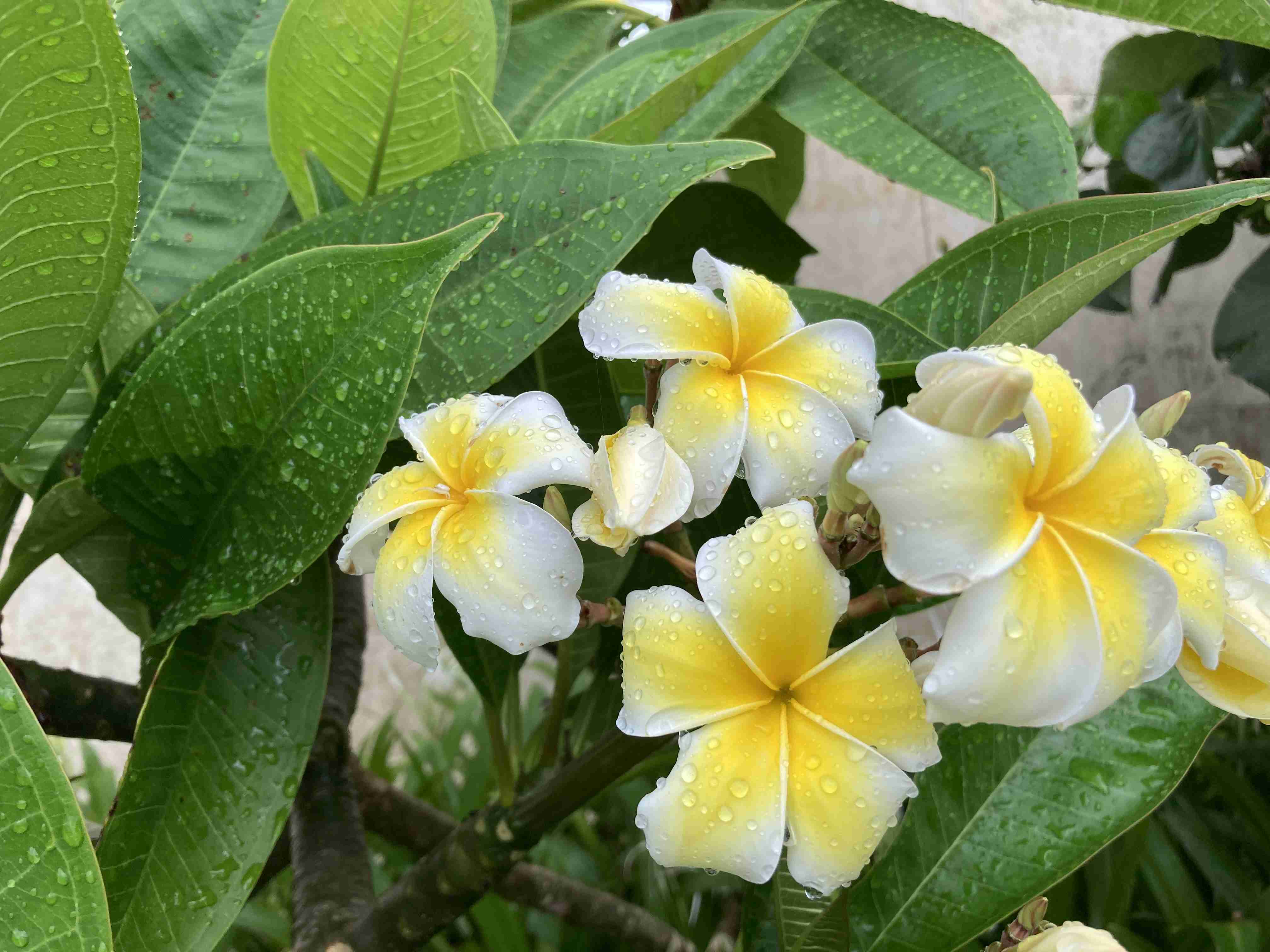 沖縄の画像を見せてください