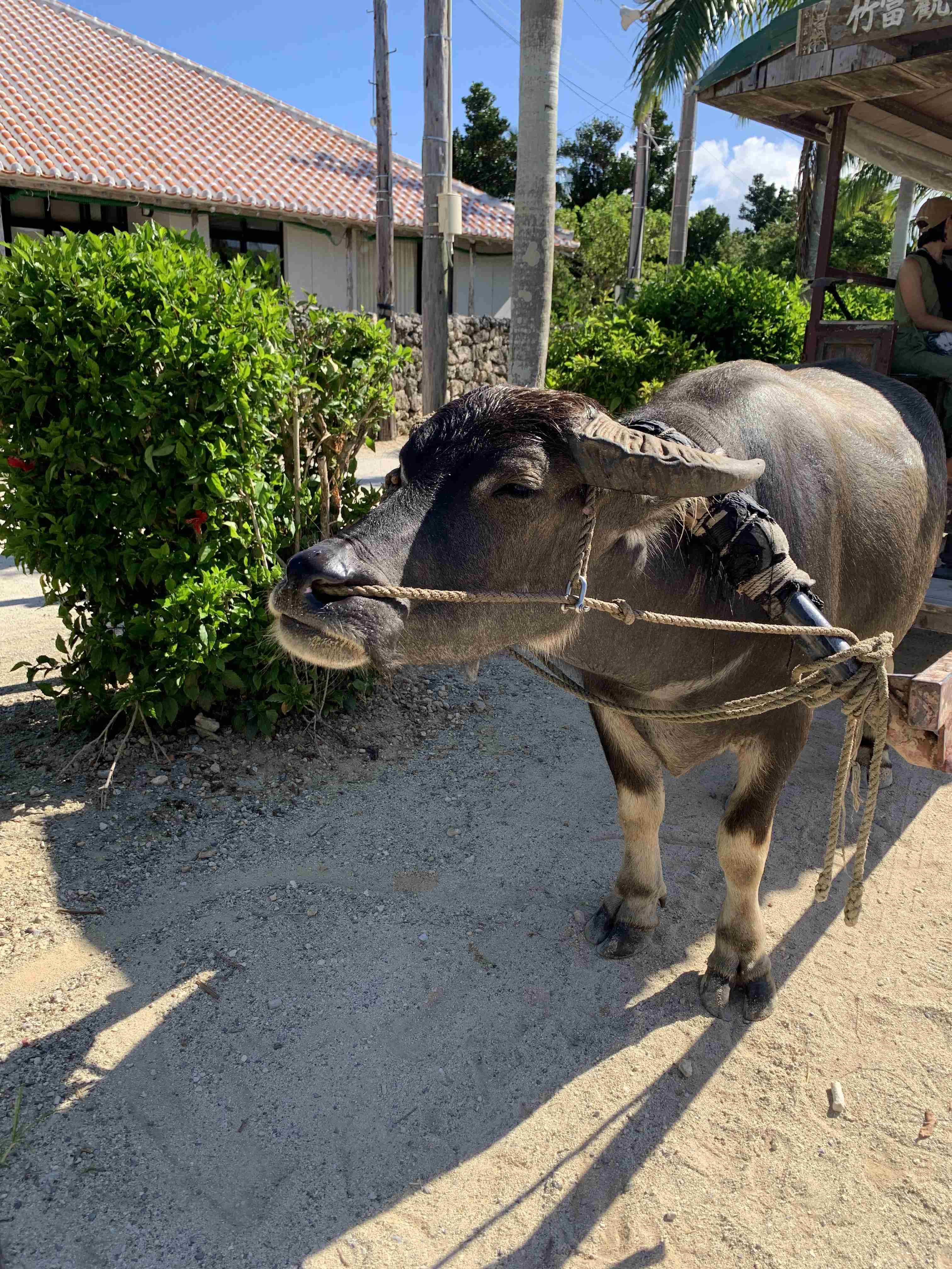 沖縄の画像を見せてください