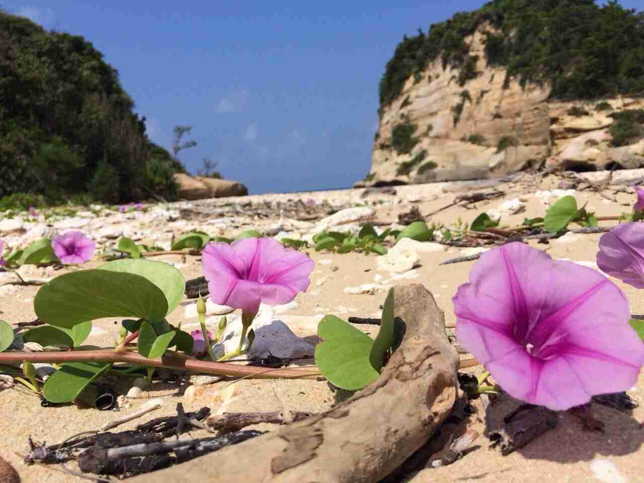 沖縄の画像を見せてください