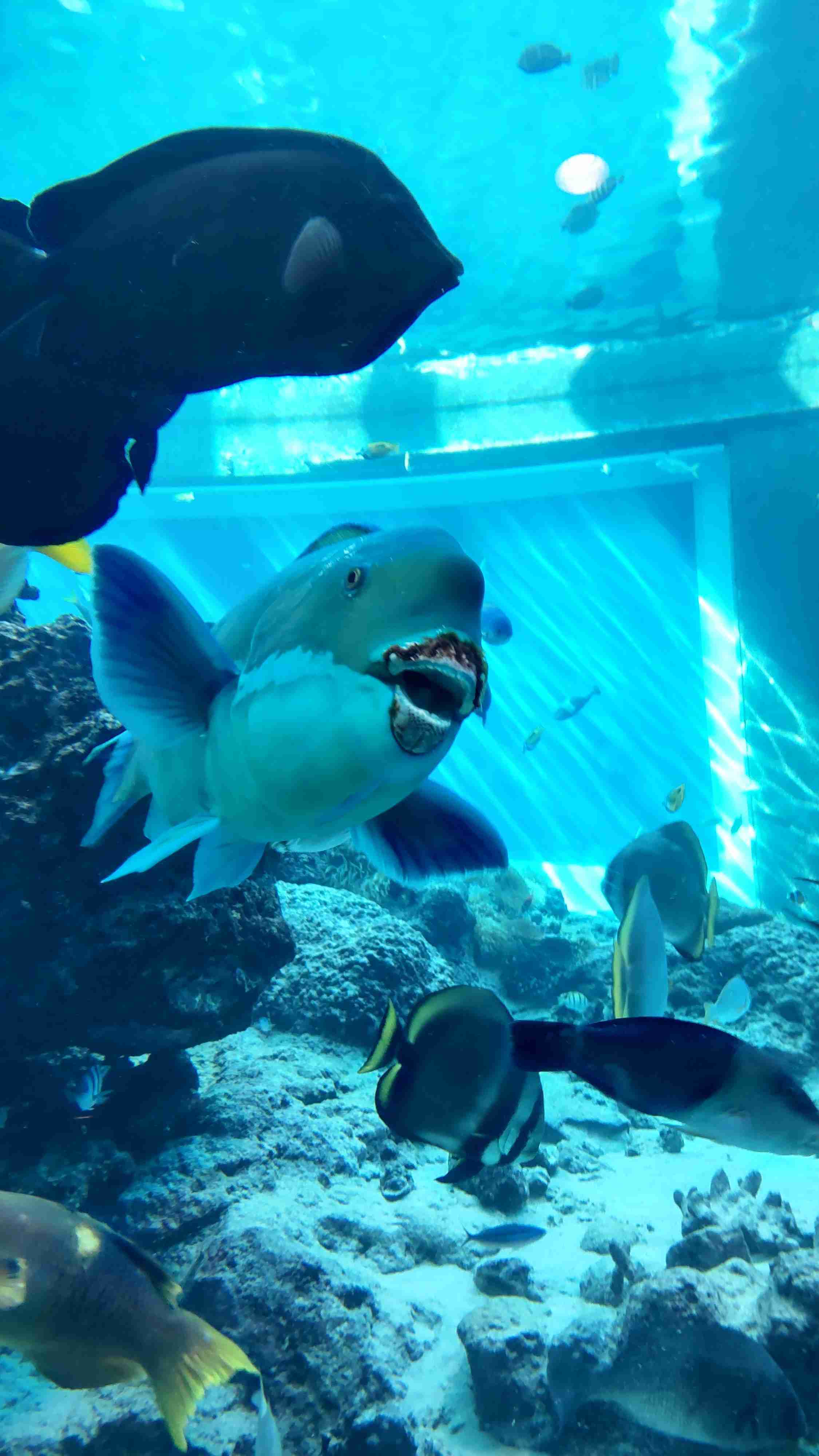 沖縄の画像を見せてください