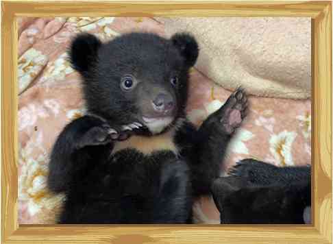 クマ駆除に「殺すな」と抗議　被害多数の東北、1日数件