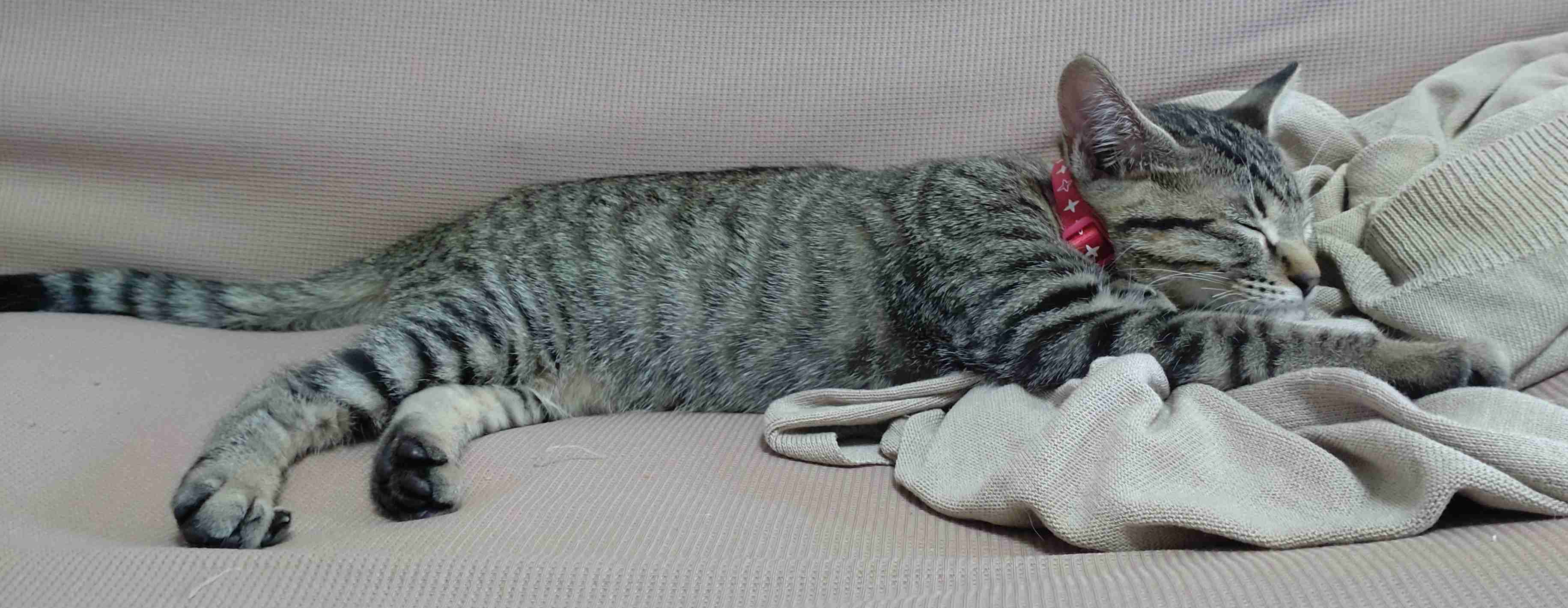 明日から何を励みに頑張りますか？