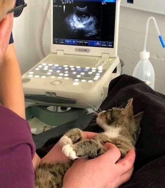 看護師か歯科衛生士か