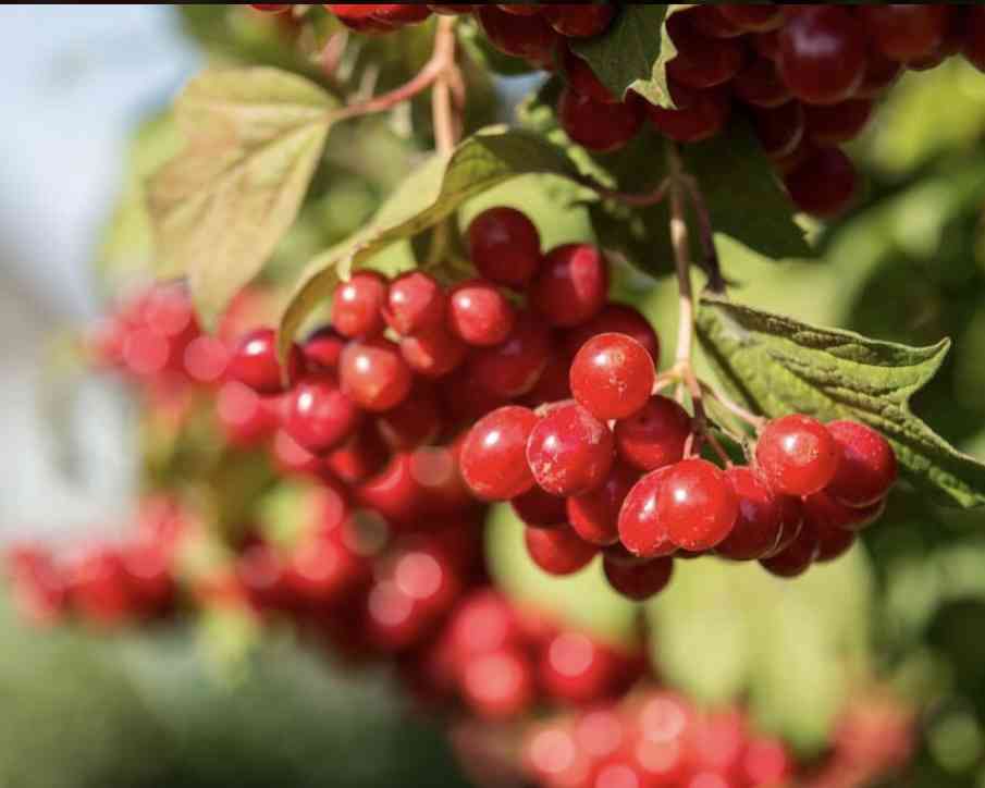 画像を見て曲のタイトルを当ててください