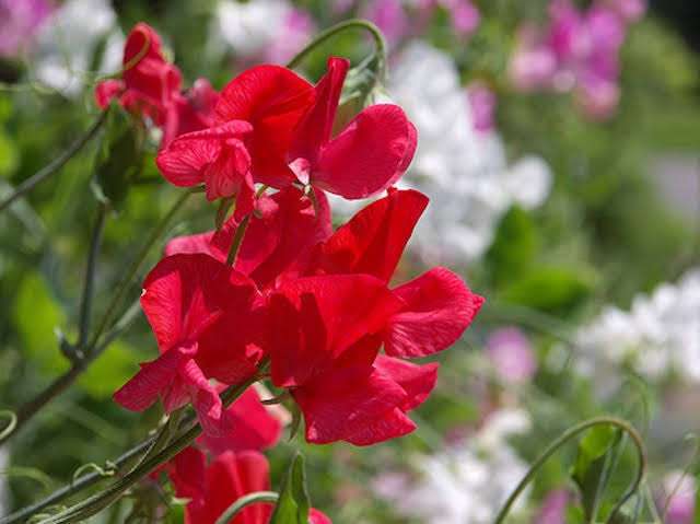 画像を見て曲のタイトルを当ててください