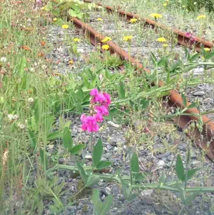 画像を見て曲のタイトルを当ててください