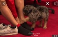 大谷翔平　MVP発表“同席”ワンちゃんは自身の愛犬、本紙取材で判明　「最近飼い出した」