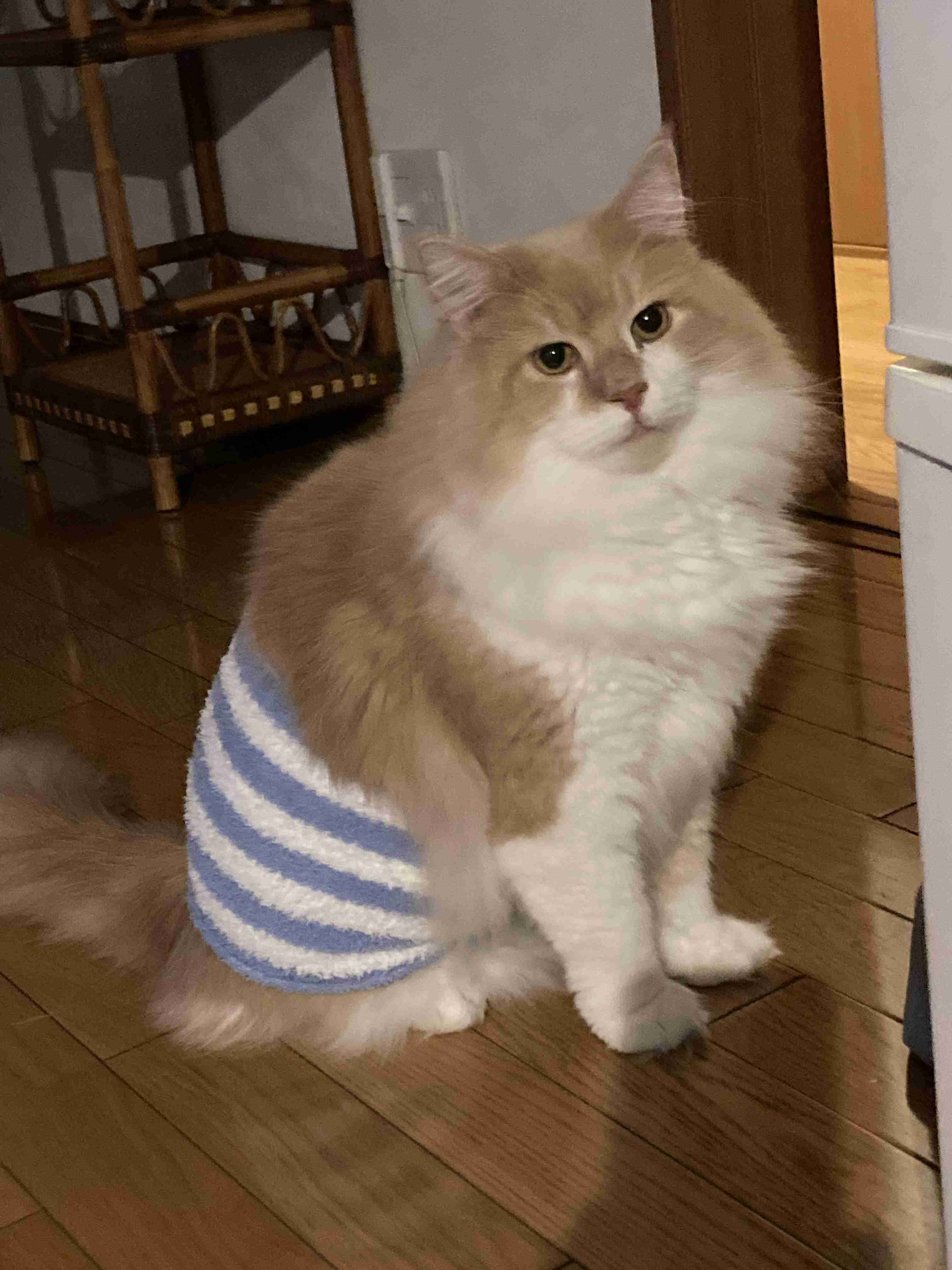 ペットの画像を貼ると詳しいガル民がパーソナルカラーを推測してくれるトピpart2