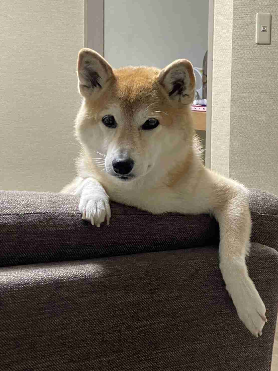 ペットの画像を貼ると詳しいガル民がパーソナルカラーを推測してくれるトピpart2