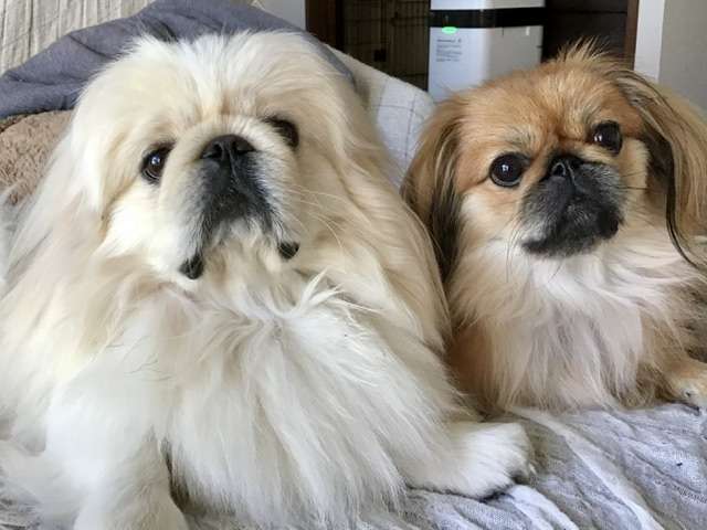 ペットの画像を貼ると詳しいガル民がパーソナルカラーを推測してくれるトピpart2