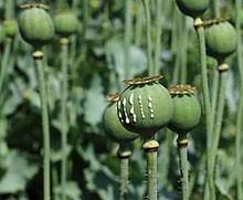 やまないアイヌ差別、道内外での違いも 「今のままでは“標本”の勉強に終わる」当事者に聞く課題