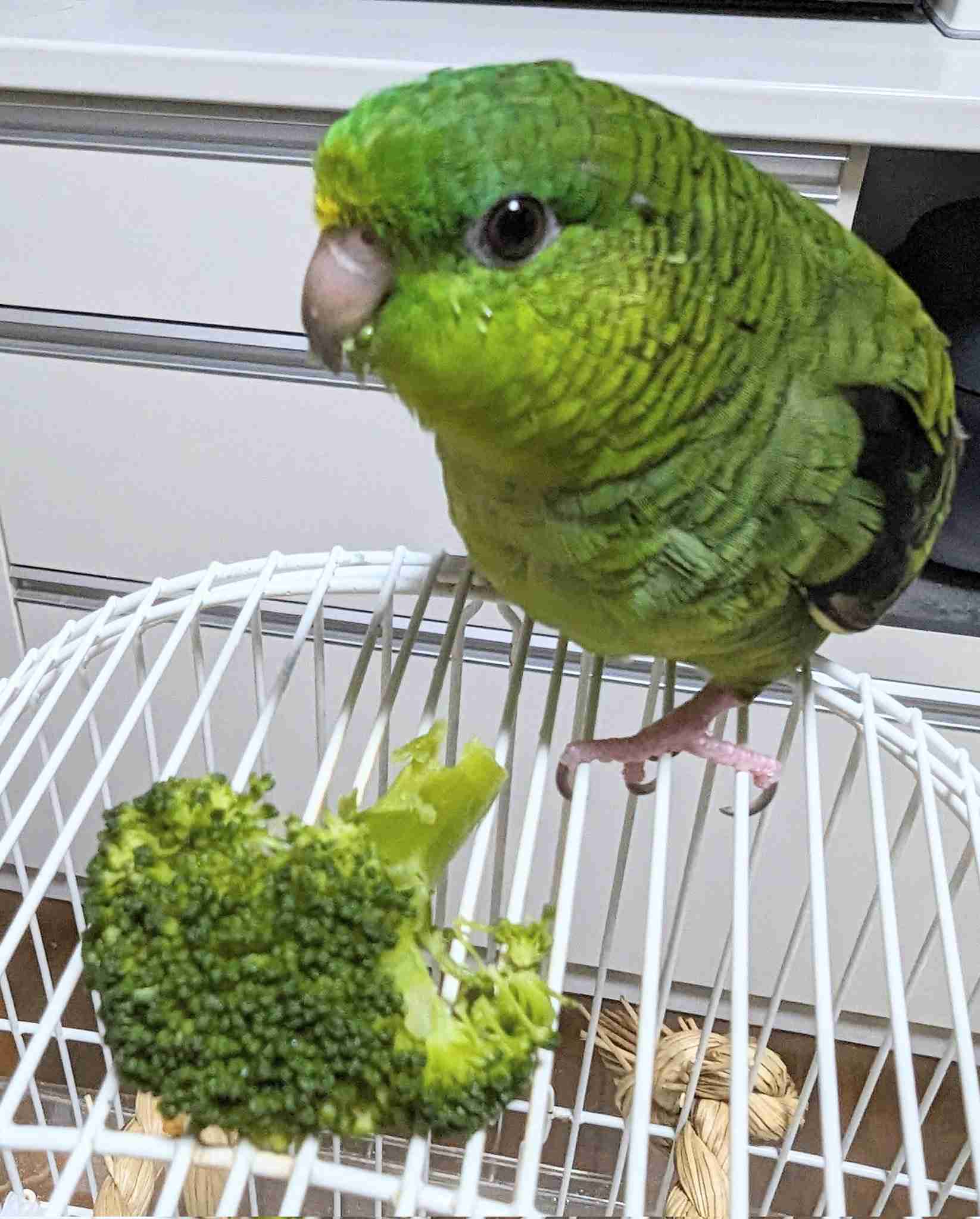 ブロッコリー好きな人！