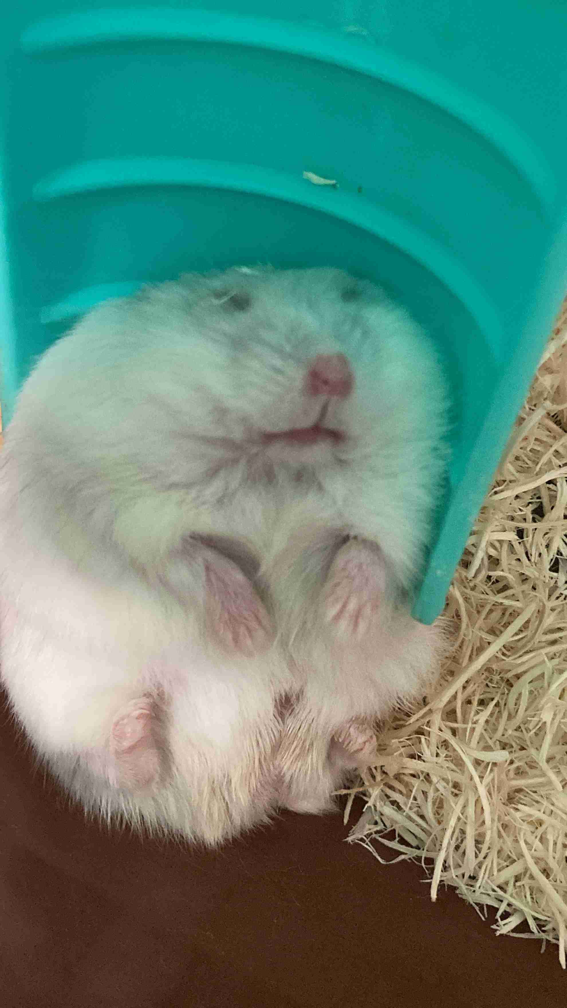 動物、ペットがのほほんと寝てる画像を見せて下さい