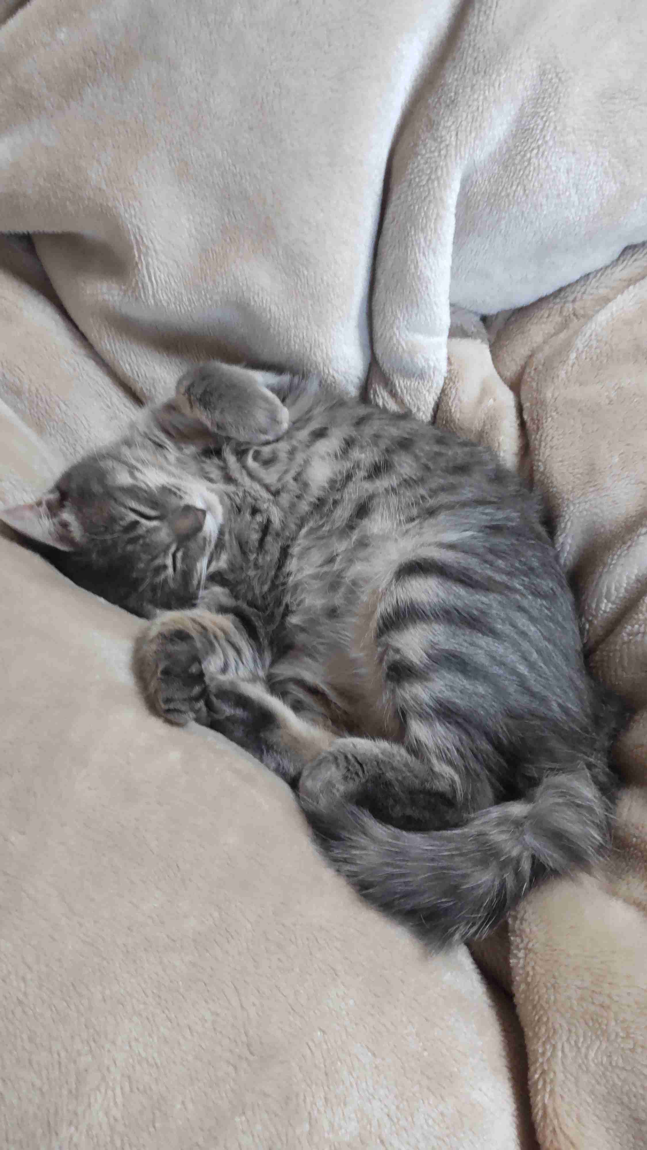 動物、ペットがのほほんと寝てる画像を見せて下さい