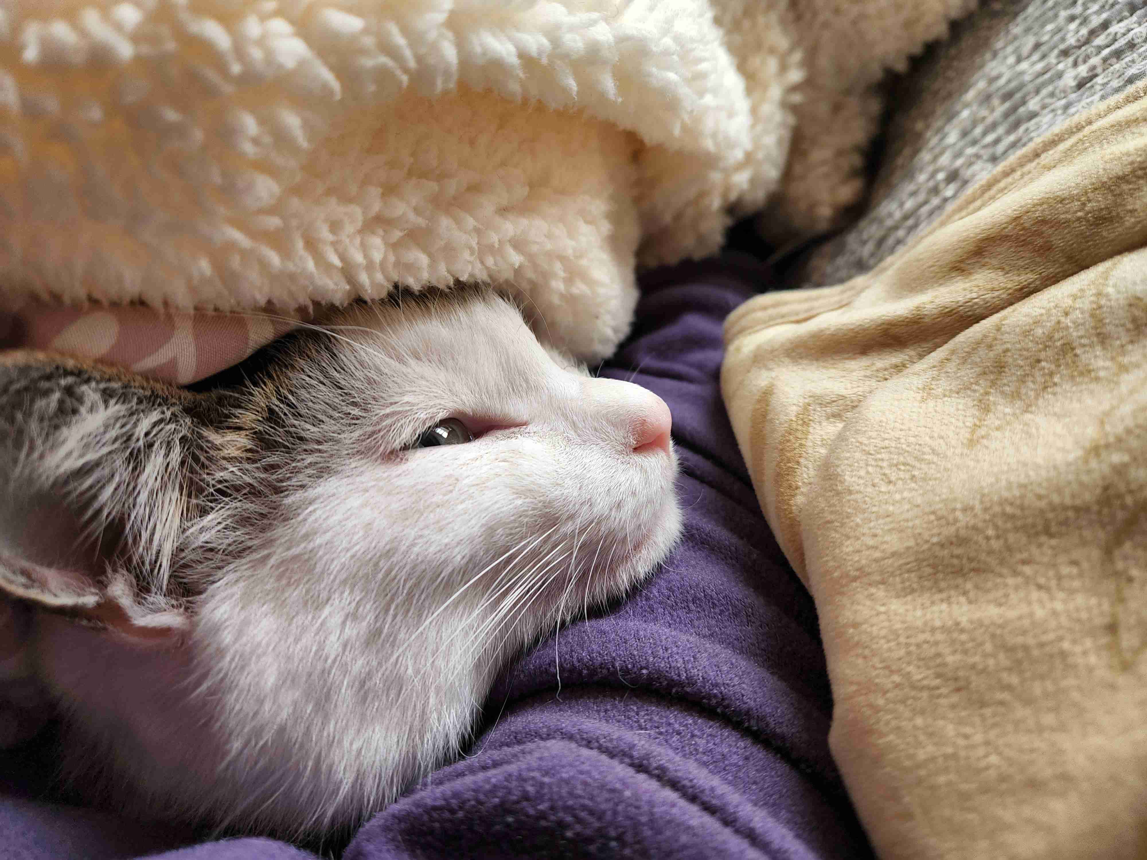 動物、ペットがのほほんと寝てる画像を見せて下さい