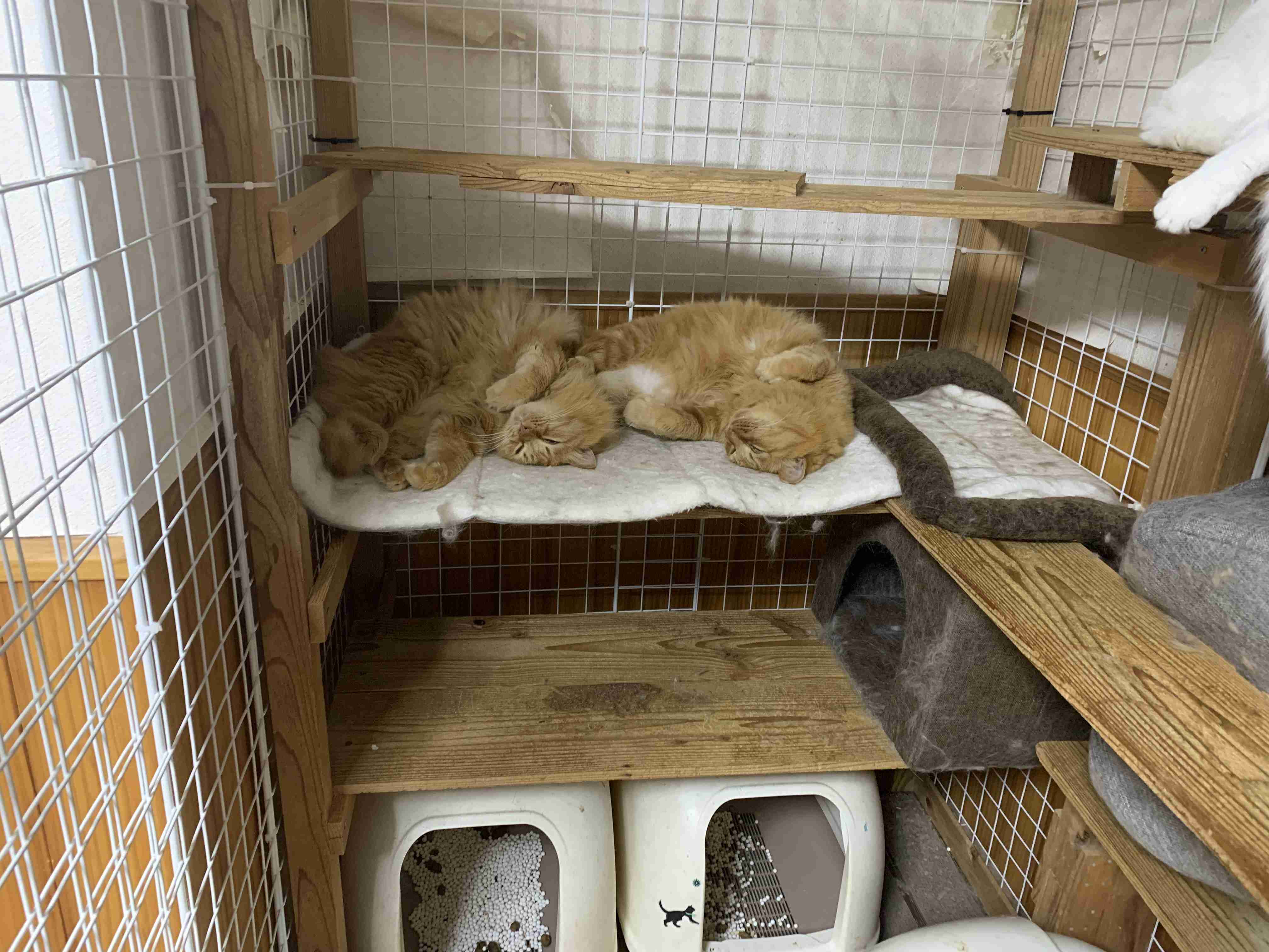 動物、ペットがのほほんと寝てる画像を見せて下さい