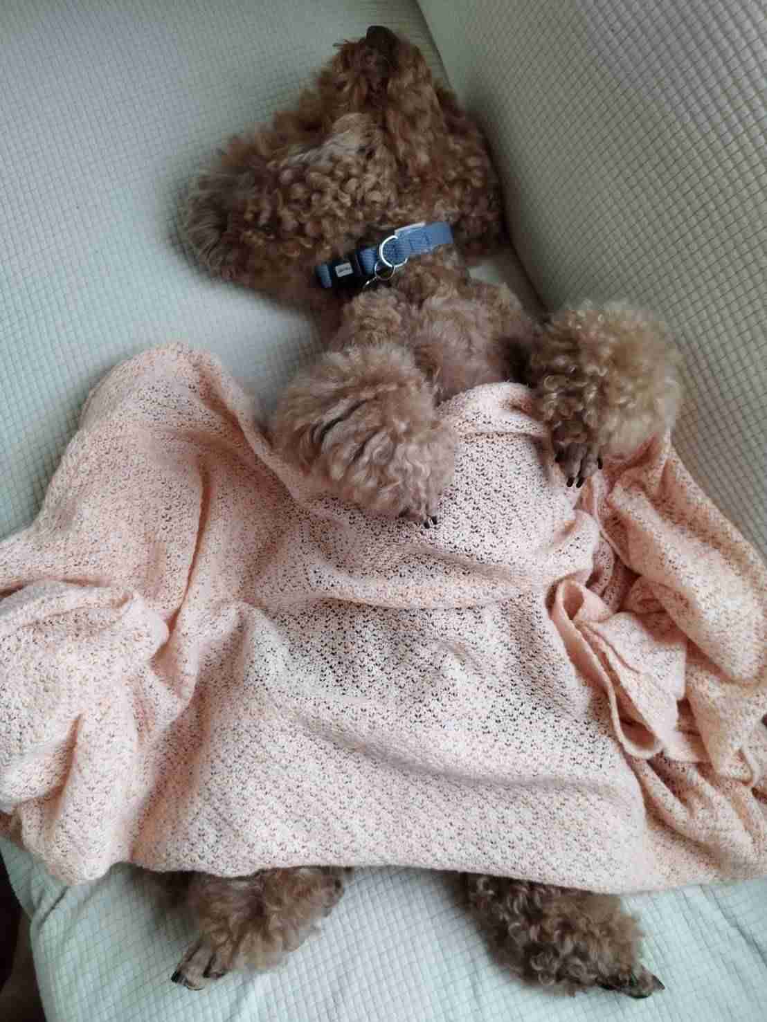 動物、ペットがのほほんと寝てる画像を見せて下さい