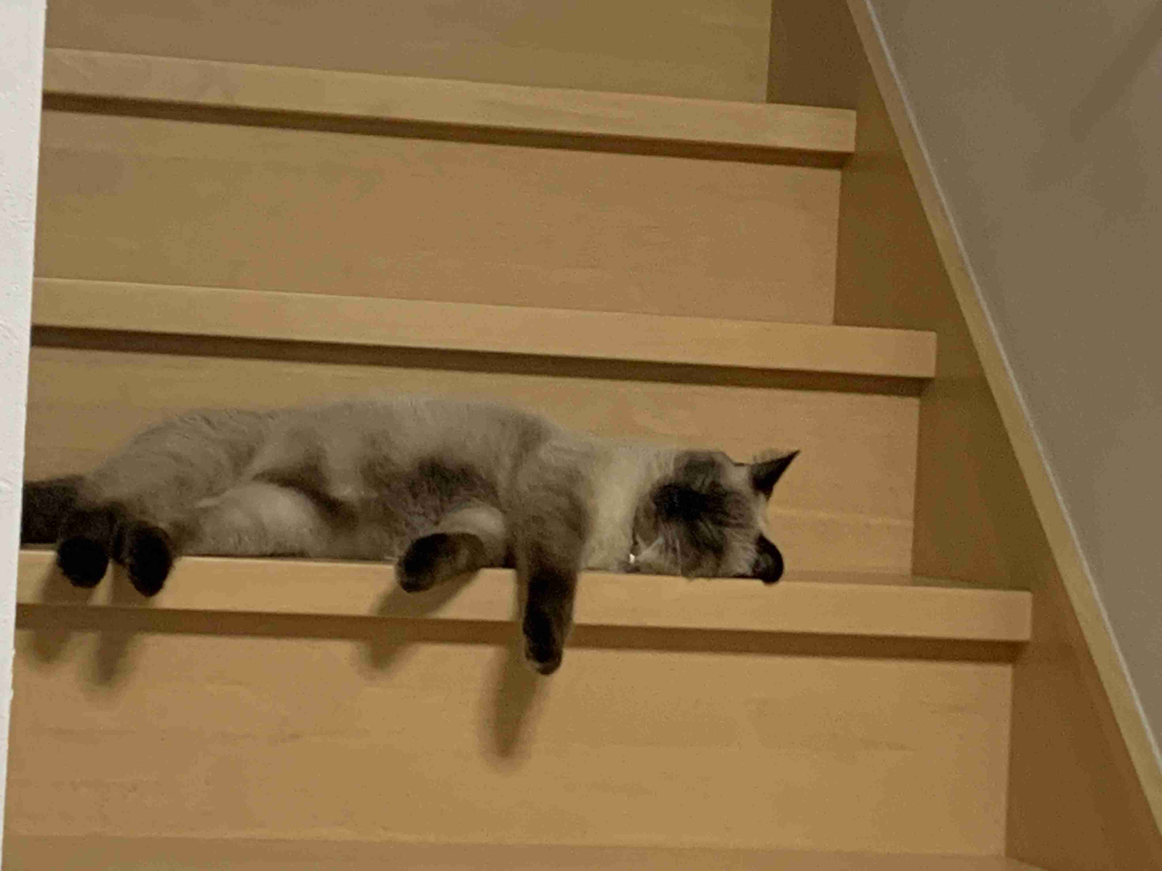 動物、ペットがのほほんと寝てる画像を見せて下さい