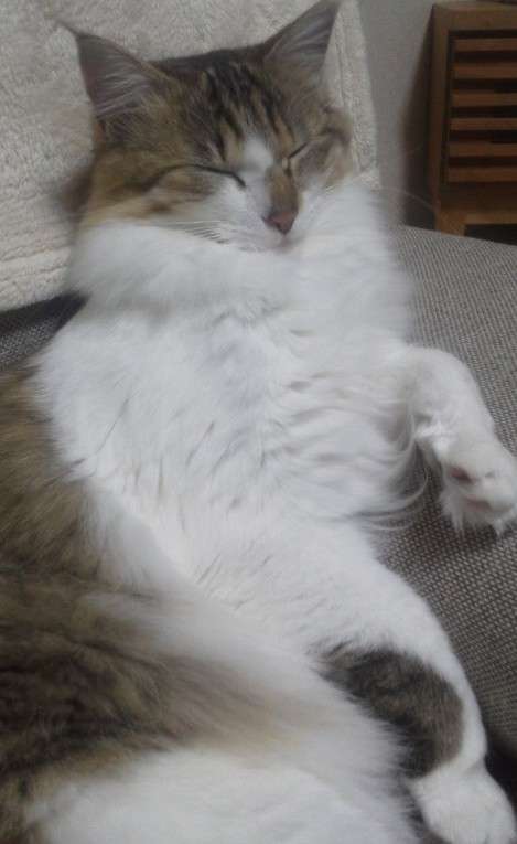 動物、ペットがのほほんと寝てる画像を見せて下さい